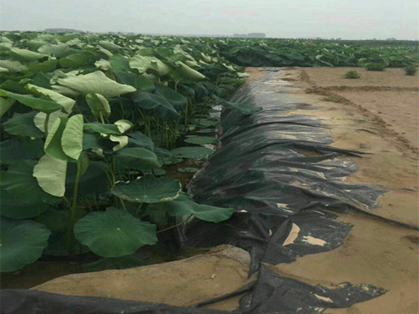藕池防渗膜图片第1张 藕池防渗膜图片第1张-盈旭土工材料